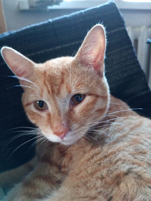 нашелся котик рыжий