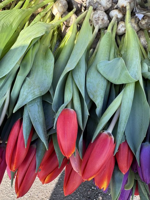 Тюльпаны оптом и в розницу