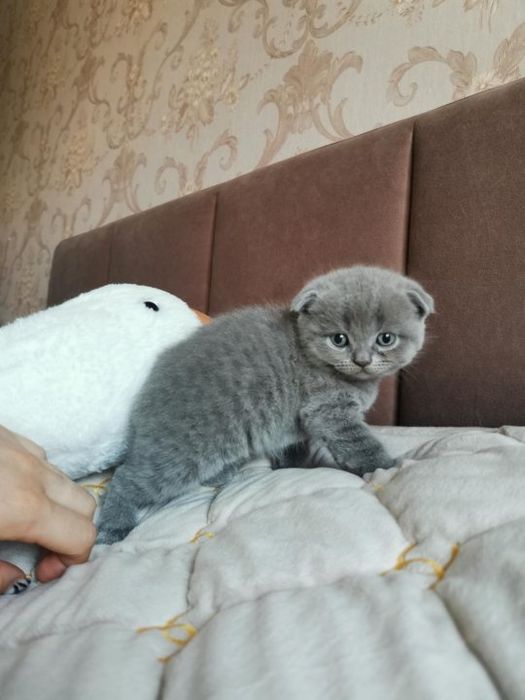 Вислоухие Британские котята
