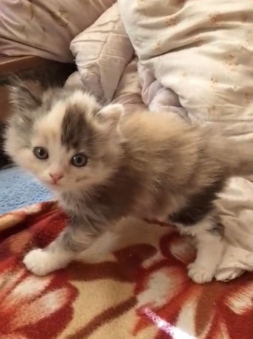 отдам котят в добрые руки