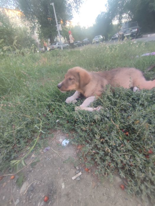 Собака милая отдадим в добрые руки