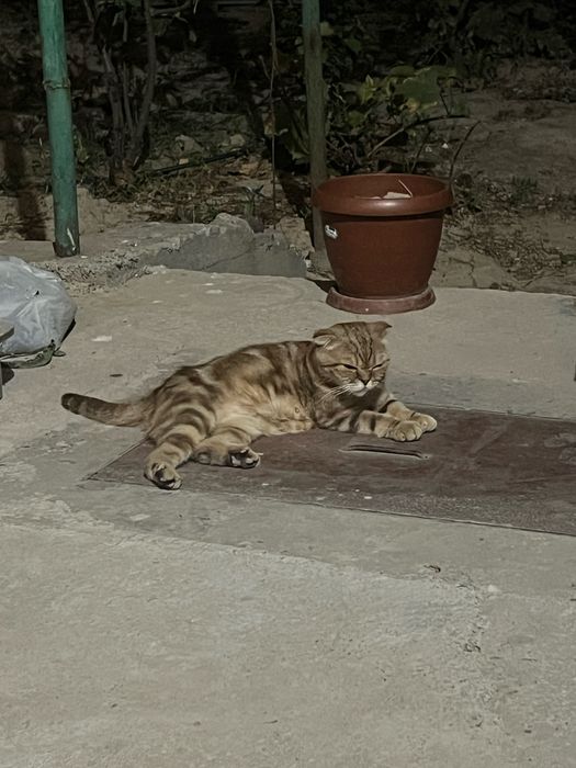 Кошка скотиш фолд девочка