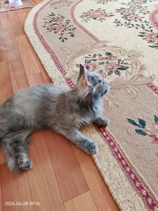 Кошечка в хорошие руки