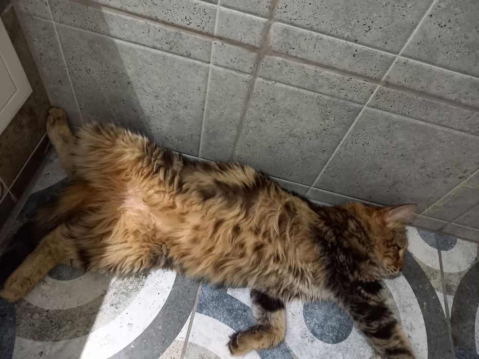 Домашние кошка и кот