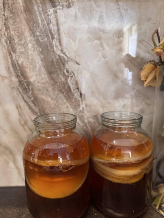 Чайный гриб 500 тенге