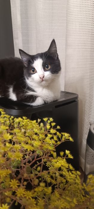 Красивые котята ищут дом