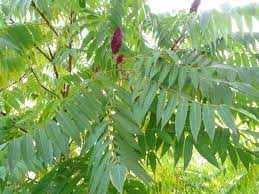 продам садовые цветы и ..