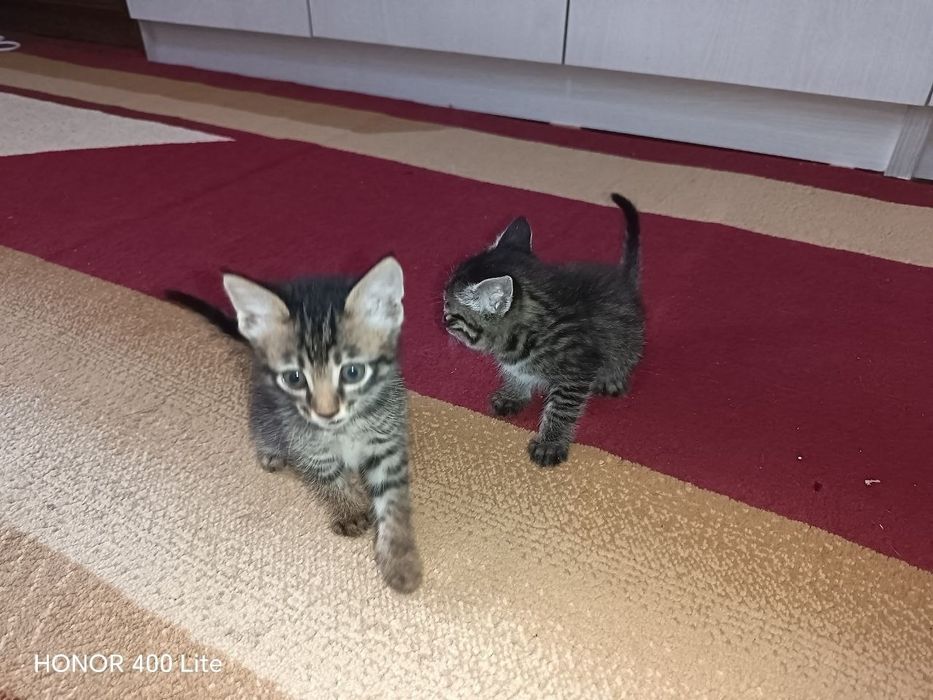 Отдам котят мужского и женского пола