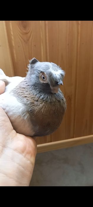 Продам самец. ..