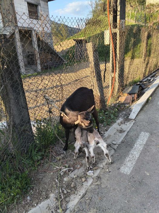 Animale capre de lapte