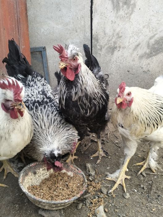 Қоразики Чубатый  сатылымда 10 айлық