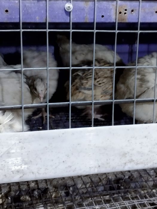 Перепёлки несушки