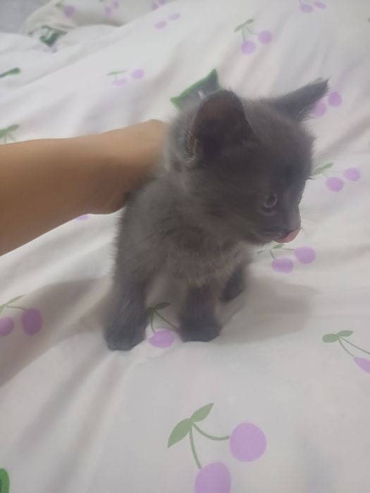Отдам котят девочек