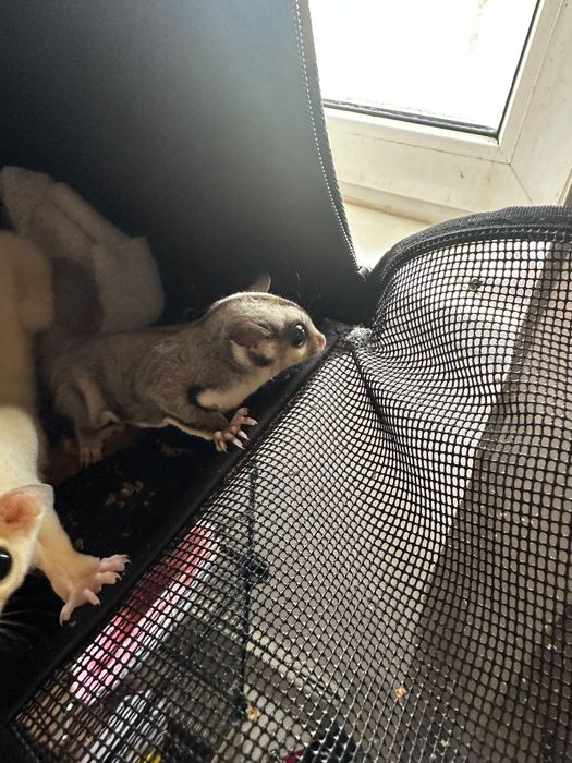 Veverița sugar glider