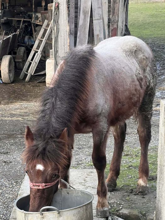 Iapa de vinzare cu minza de 7 luni linga ea