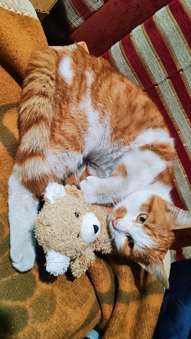 Коте Сами търси дом, осинови го