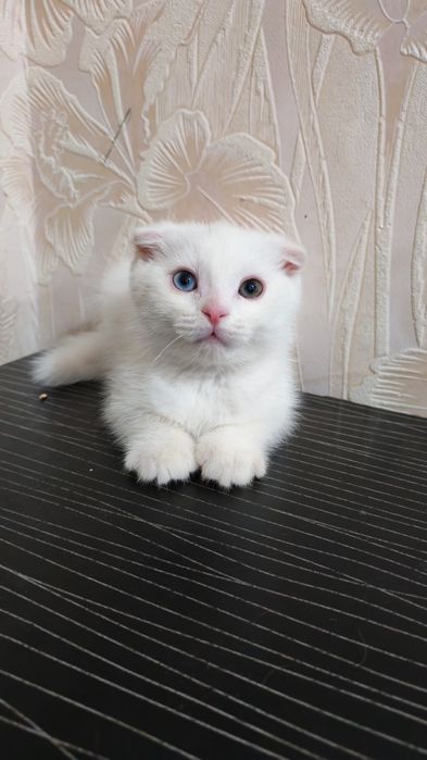 Скоттиш. Фолд. 2.ойлик. Мушук. Боласи  ақилли.