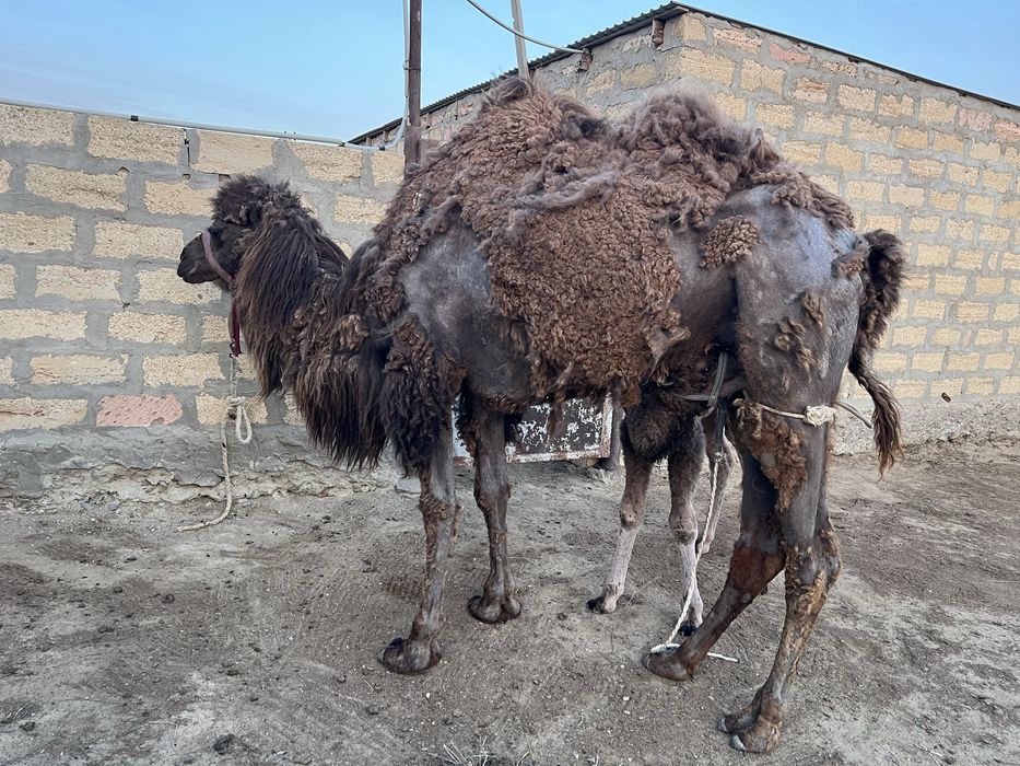 Боталы туйе. Боталы түйе.