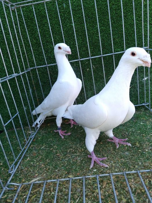 Porumbei rotati albi cu coada neagra,pescarusi chinezi,simi,standard
