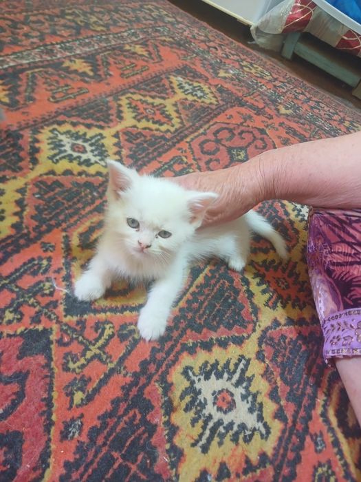 Продаются кошки с детьми