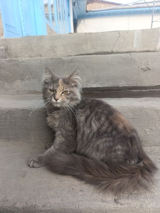 Mushuk sotiladi turk angoʻra