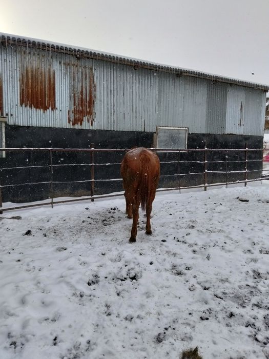 Таза Канды биелер