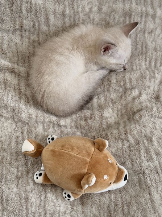 котенок 2 месяца мальчик