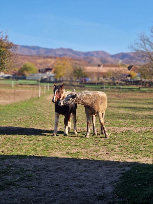 Manz cai herghelia Miutescu