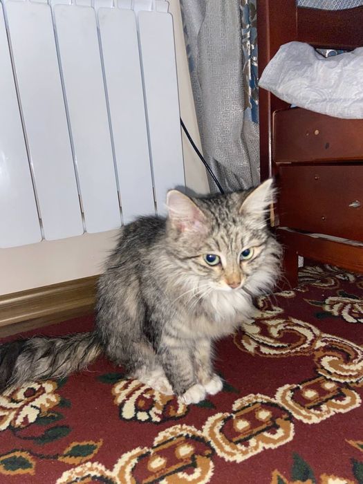 Faqat Termiz shahrida