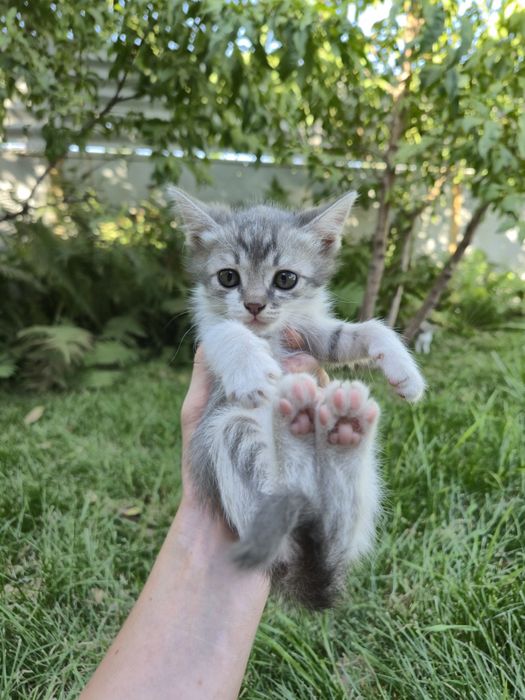 Котята бесплатно