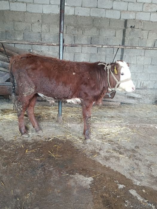 Бузау сатылады аа