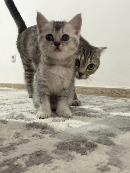Котенок 7 апта!!