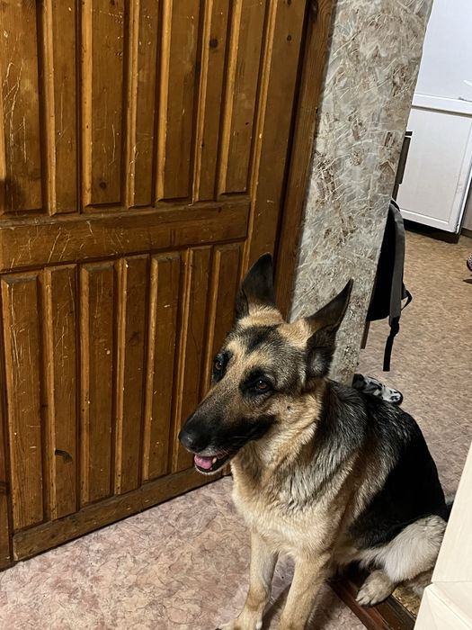 Щенки немецкой овчарки