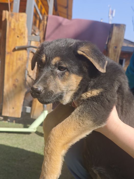 Щенки восточно-европейской овчарки