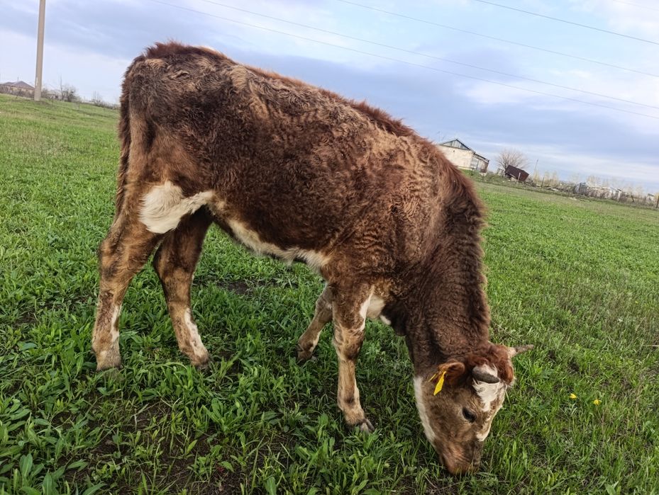 Продам телку 2 года