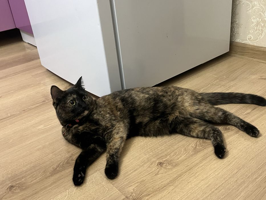 Кошка Маргоша в добрые руки