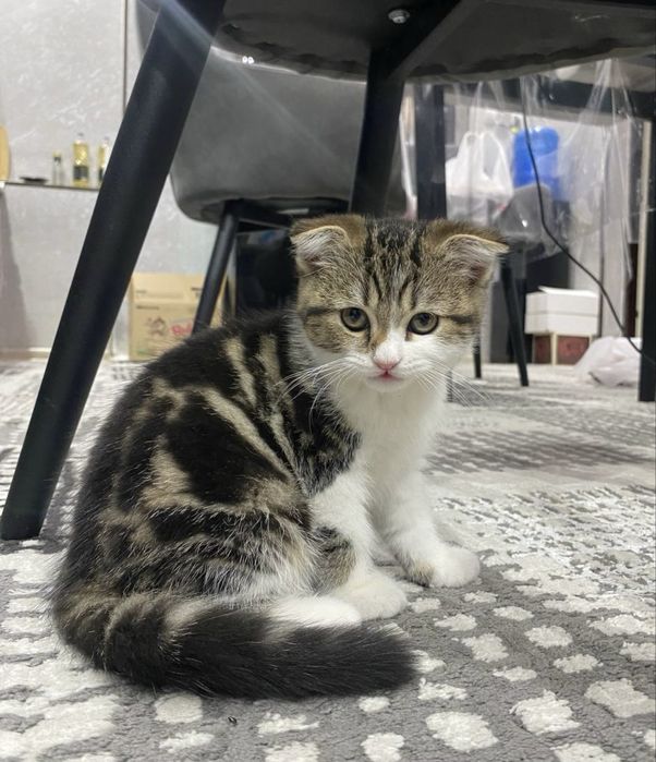 Британские котята: мальчик и девочка, необычный окрас