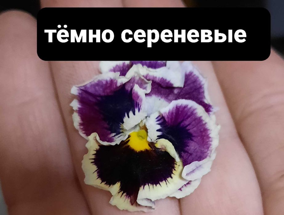 Уличные цветы.целозия .