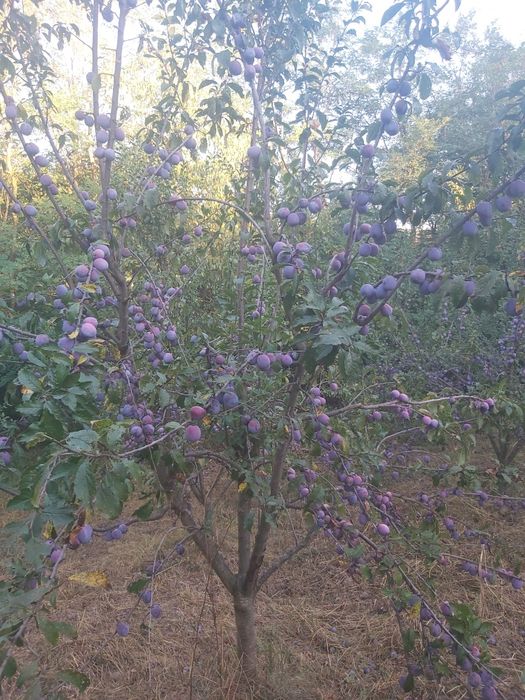 Prune anaspet bio,consum,tuica
