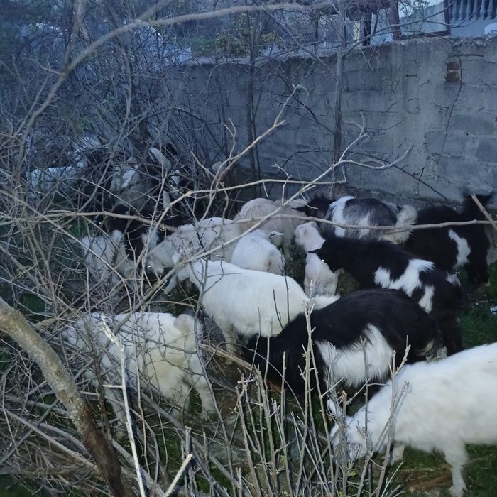 Iezi de vânzare    .