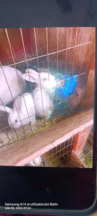 Văd 7 iepurași Secuiesc lila