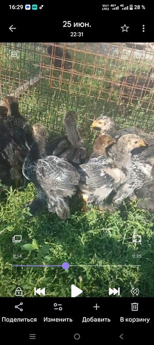 Продам курей и циплят