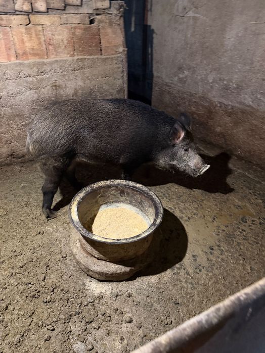 Диво прасе женско на 2 г