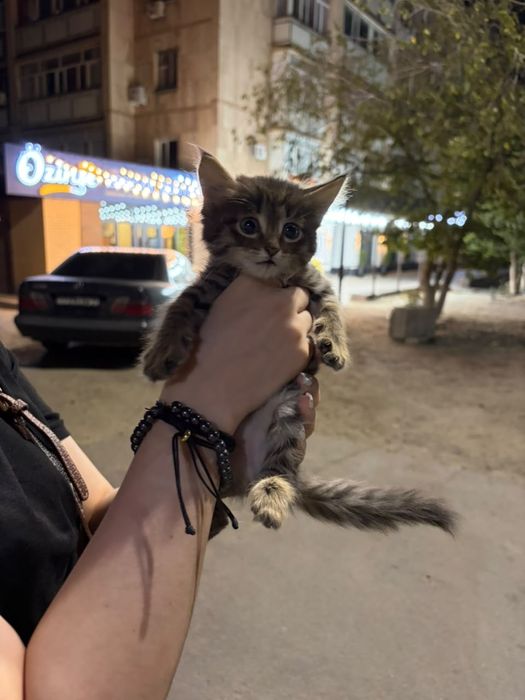 ктёнок бесплатно