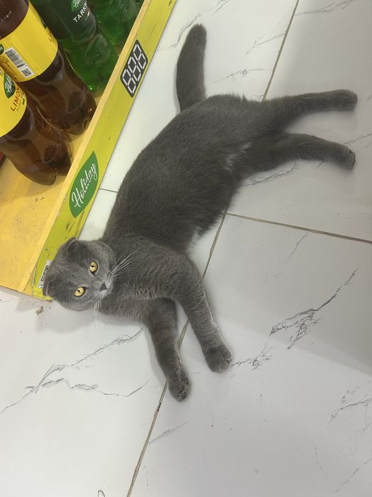 продается Британская кошка