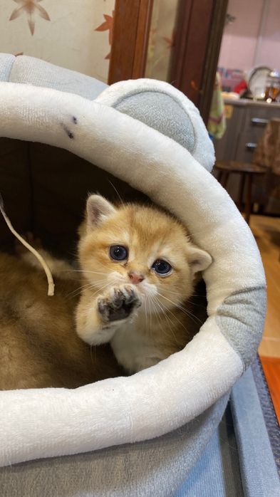 Подаются золотая шиншилла страйт