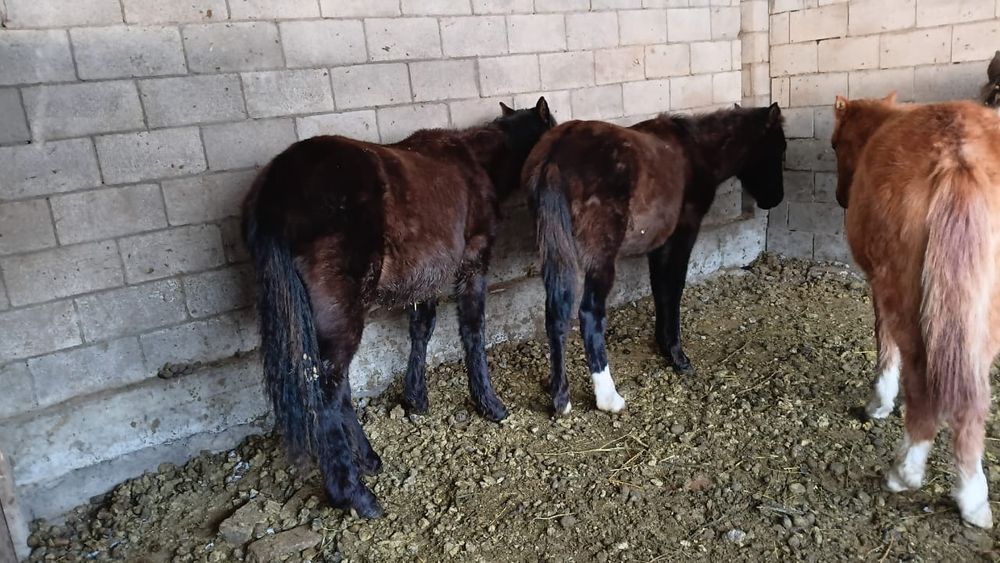 Тайлар сатылааады