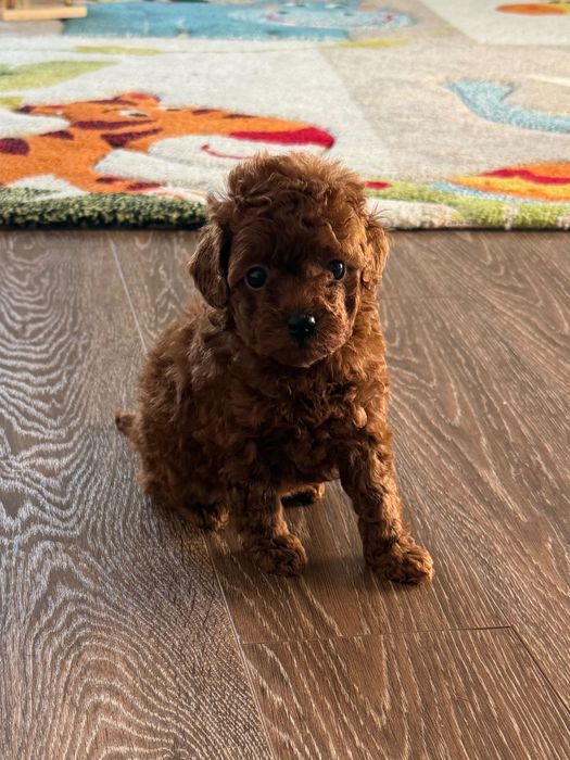 Пудел той момиче