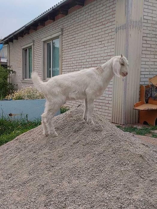 Продам козлят дойных пород