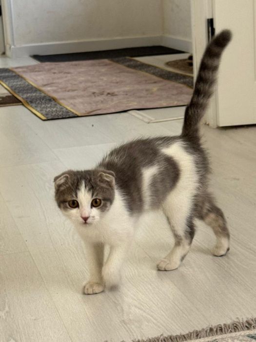 шотландский веслоухий